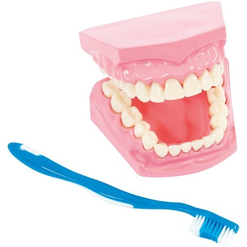 Model for oral hygiene