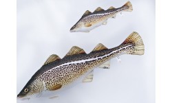 Pagalvė Atlanto menkė (38cm/75cm)