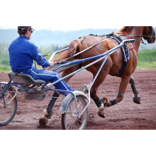 POLAR Equine belt for horse